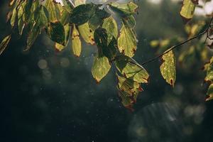 outono ouro Castanho folhas em uma árvore em uma ensolarado dia com bokeh foto