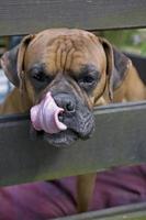 Castanho cabeça cachorro criador boxer olhando através uma de madeira cerca foto