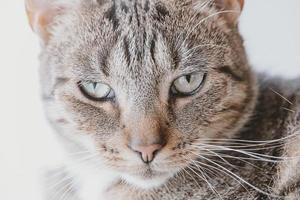 cansado cinzento malhado gato dentro fechar-se foto