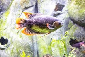 pequeno peixe animal natação dentro a aquário do a jardim zoológico do Zaragoza dentro Espanha em uma Sombrio fundo foto