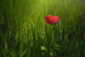 vermelho tulipa em uma fundo do verde Relva dentro a caloroso Primavera Sol foto