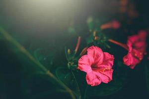 vermelho flor dentro a jardim dentro a raios do a verão Sol fechar-se foto