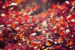 outono vermelho arbusto bérberis dentro a raios do a manhã sol, foto