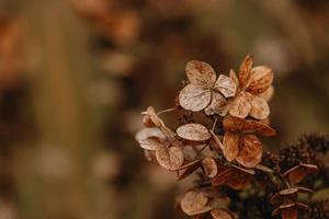 Castanho murcha ornamental flores dentro a jardim em uma legal outono dia foto