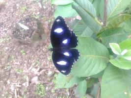 Preto borboleta em goiaba folha foto