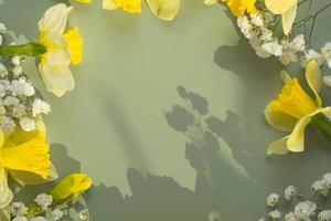 Primavera flores narcisos e gipsofila plano deitar quadro, Armação composição em verde fundo com cópia de espaço, topo Visão foto