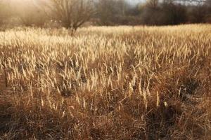 campo de grama ao ar livre Outono natureza fundo no pôr do sol. foco seletivo foto