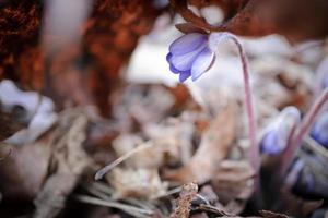 1 anêmona hepatica nobilis flor em grandes haste contra a fundo do seco Castanho árvore folhas dentro suave luz lado Visão foto