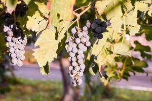 uvas para vinho tinto foto