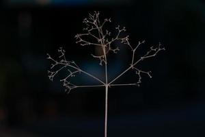 imagem abstrata do close up de uma pequena árvore seca e galhos com fundo preto isolado foto