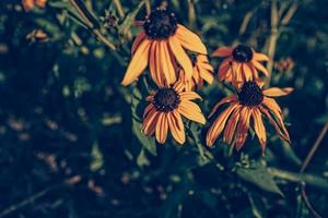 amarelo verão flores dentro a verão jardim entre verde folhas foto