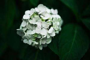 flor do branco hortênsia entre verde folhas dentro verão jardim foto