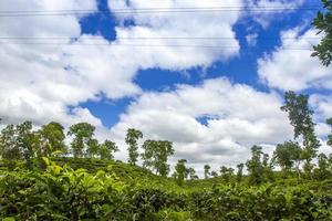 chá recorrer campo panorama dentro moulovibazar, Bangladesh. foto