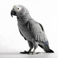 africano cinzento papagaio isolado em branco fundo foto