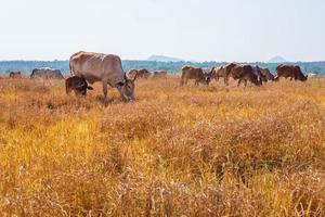 vacas pastando na grama foto