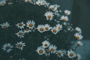 branco margaridas em uma verde fundo dentro a jardim em uma verão dia foto