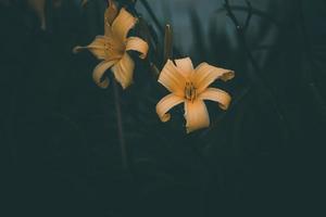 amarelo lírio dentro a jardim contra uma fundo do verde folhas dentro fechar-se foto