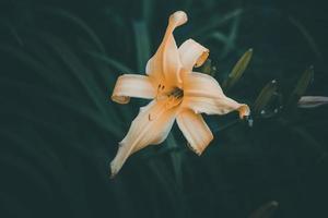 amarelo lírio dentro a jardim contra uma fundo do verde folhas dentro fechar-se foto