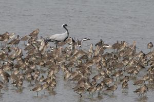 demoiselle guindaste ou grus Virgem e limões observado perto nalsarovar dentro gujarat foto