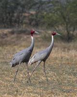 Sarus guindaste ou antigone antigone observado perto nalsarovar dentro gujarat, Índia foto