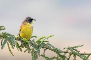 masculino de cabeça preta estamenha ou emberiza melanocéfala observado perto nalsarovar foto