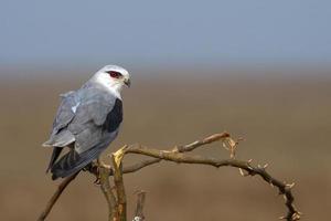 de asas negras pipa ou elano Caeruleus observado perto nalsarovar dentro gujarat, Índia foto