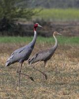 Sarus guindaste ou antigone antigone observado perto nalsarovar dentro gujarat, Índia foto