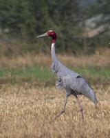 Sarus guindaste ou antigone antigone observado perto nalsarovar dentro gujarat, Índia foto