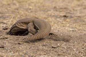 sara Hardwickii ou a indiano cauda espinhosa lagarto, observado perto nalsarovar foto