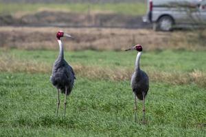 Sarus guindaste ou antigone antigone observado perto nalsarovar dentro gujarat, Índia foto