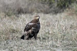 estepe Águia ou aquila nipalensis observado dentro maior correu do kutch dentro gujarat foto