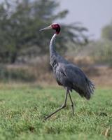 Sarus guindaste ou antigone antigone observado perto nalsarovar dentro gujarat, Índia foto