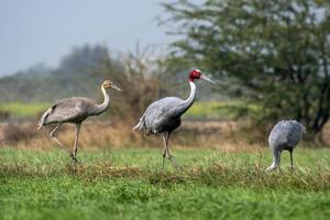 Sarus guindaste ou antigone antigone observado perto nalsarovar dentro gujarat, Índia foto