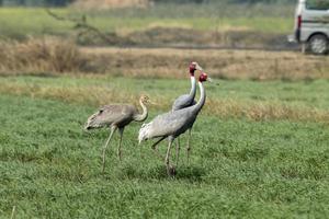 Sarus guindaste ou antigone antigone observado perto nalsarovar dentro gujarat, Índia foto