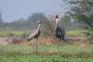 Sarus guindaste ou antigone antigone observado perto nalsarovar dentro gujarat, Índia foto