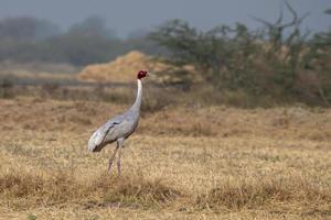 Sarus guindaste ou antigone antigone observado perto nalsarovar dentro gujarat, Índia foto