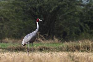 Sarus guindaste ou antigone antigone observado perto nalsarovar dentro gujarat, Índia foto