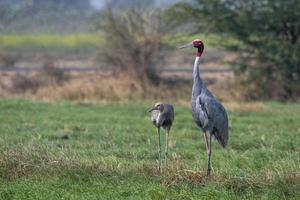 Sarus guindaste ou antigone antigone observado perto nalsarovar dentro gujarat, Índia foto