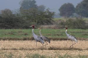 Sarus guindaste ou antigone antigone observado perto nalsarovar dentro gujarat, Índia foto