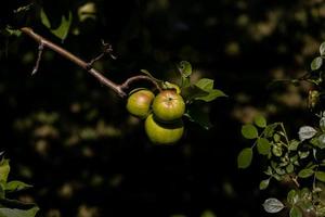 saudável saboroso orgânico verde maçãs em a árvore ramo em uma verão dia dentro a Pomar foto