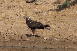 ocidental pântano harrier ou circo aeruginosus observado dentro maior correu do kutch foto