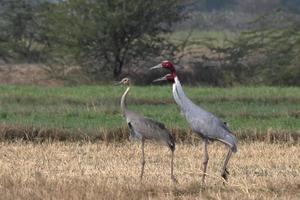 Sarus guindaste ou antigone antigone observado perto nalsarovar dentro gujarat, Índia foto