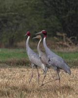 Sarus guindaste ou antigone antigone observado perto nalsarovar dentro gujarat, Índia foto