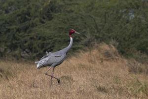 Sarus guindaste ou antigone antigone observado perto nalsarovar dentro gujarat, Índia foto