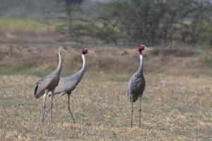 Sarus guindaste ou antigone antigone observado perto nalsarovar dentro gujarat, Índia foto