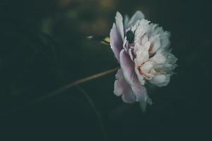 Rosa peônia em a fundo do verde jardins em uma verão dia foto