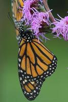 orvalho coberto monarca em ardente Estrela foto