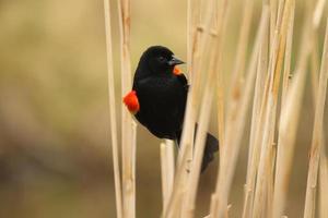 vermelho alado Passaro preto dentro cattails foto