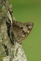 hackberry imperador borboleta foto