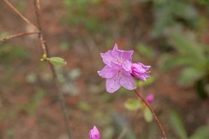 Rosa flores do rododendro cópia de espaço. rododendro ledebourii. Primavera floração rododendro. fechar-se tiro do rododendro dauricum flores, popular nomes bagulnik, maralnik foto